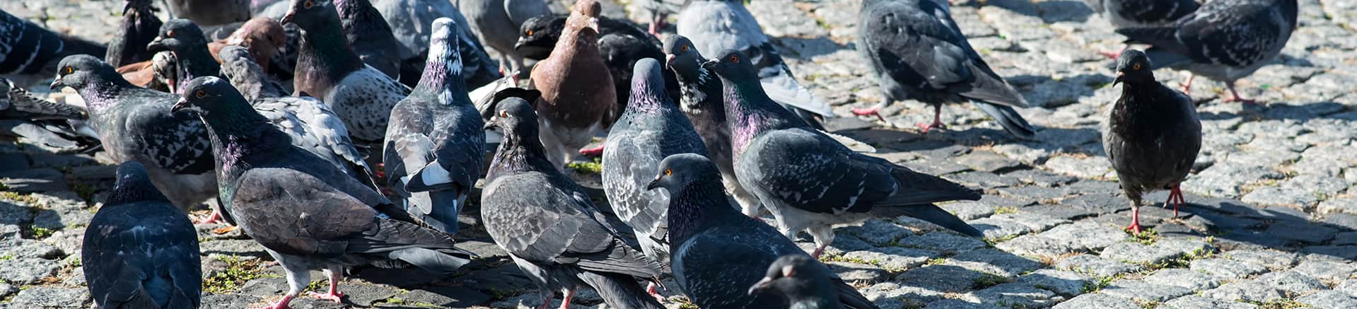 Easy ways to keep birds away